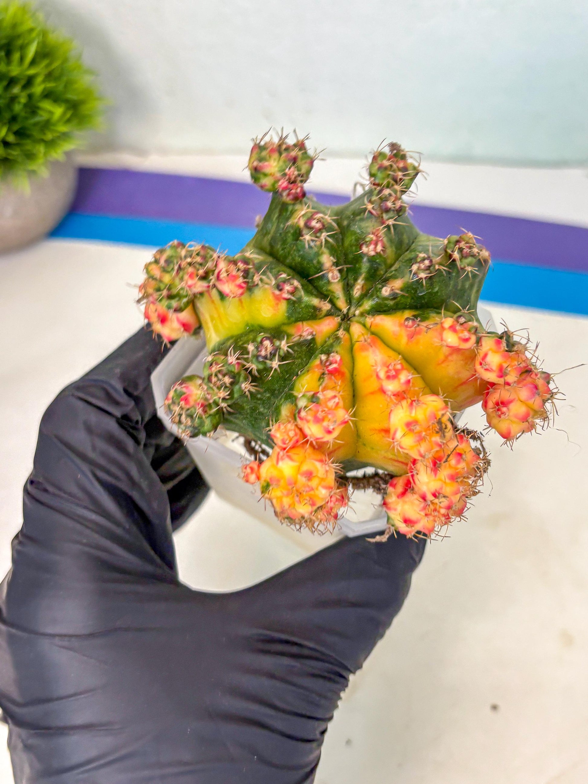 Gymnocalycium Mihanovichii (XL) (o4) | De-Grafted Plant