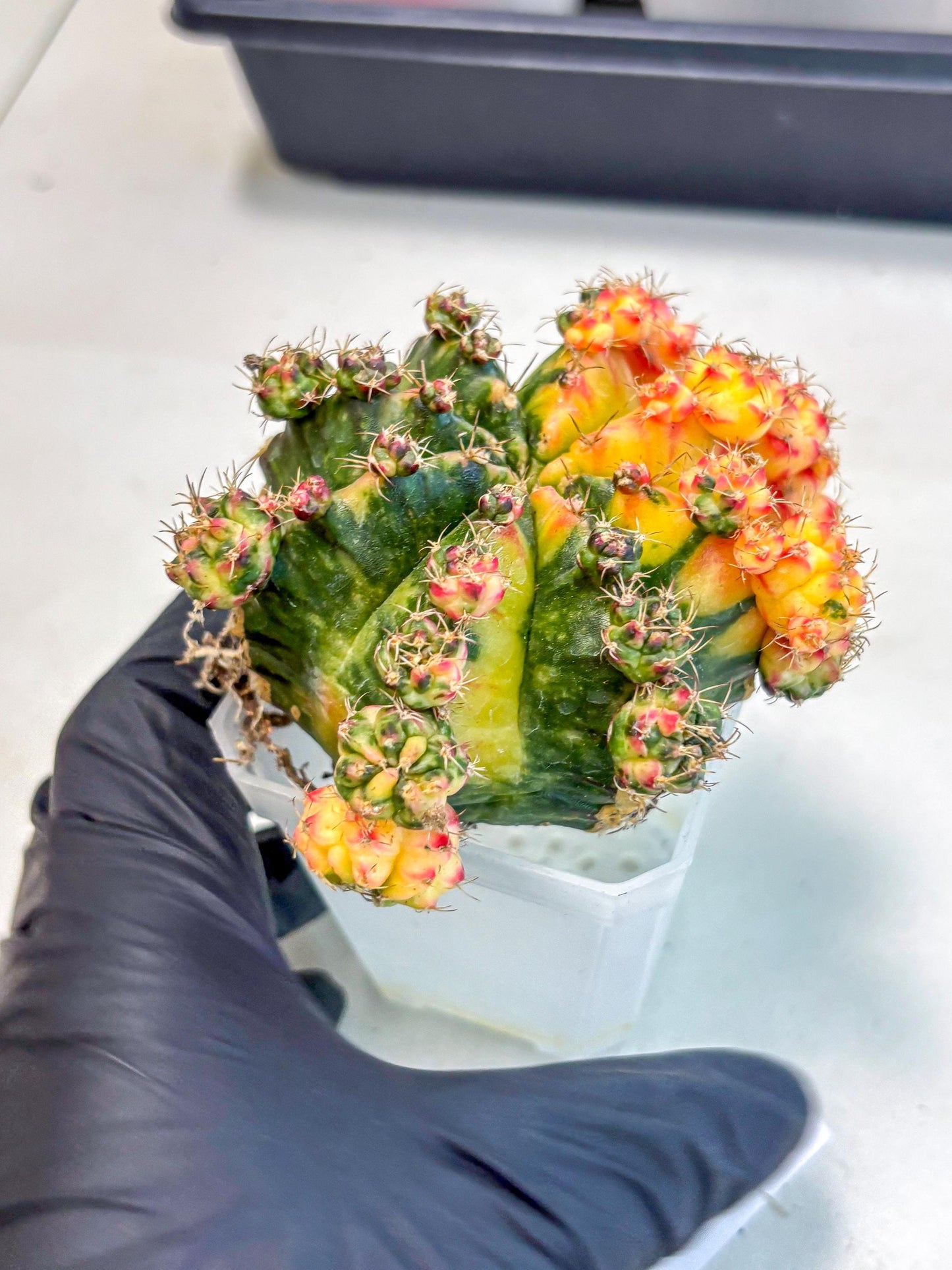 Gymnocalycium Mihanovichii (XL) (o4) | De-Grafted Plant