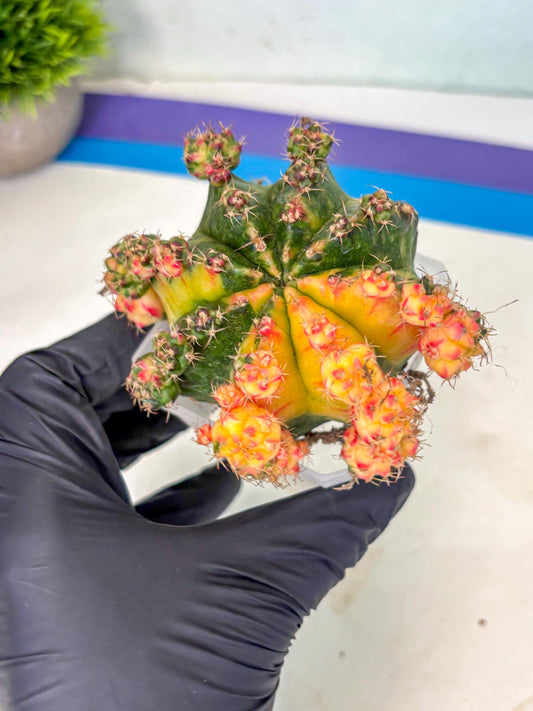 Gymnocalycium Mihanovichii (XL) (o4) | De-Grafted Plant