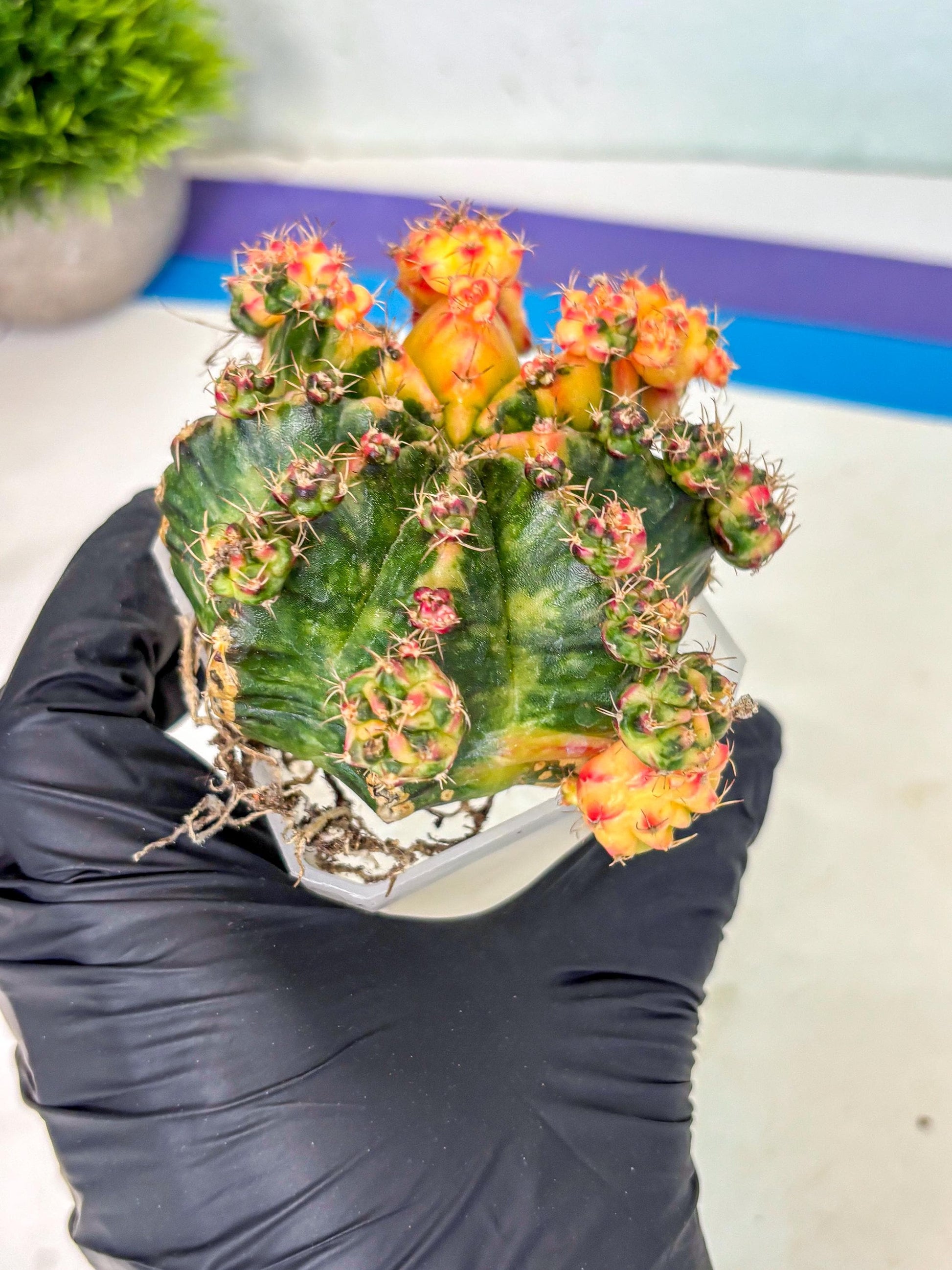 Gymnocalycium Mihanovichii (XL) (o4) | De-Grafted Plant
