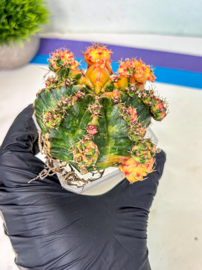 Gymnocalycium Mihanovichii (XL) (o4) | De-Grafted Plant