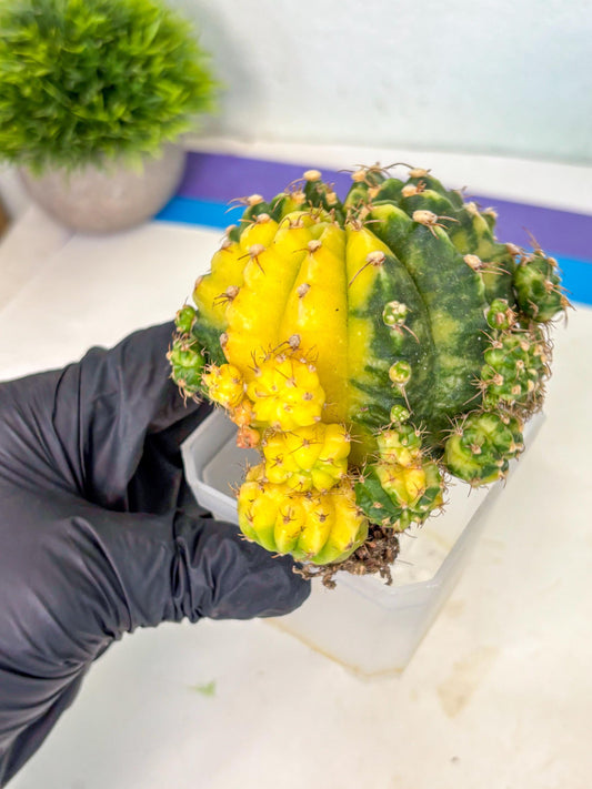Gymnocalycium Mihanovichii (XL) (o5) | De-Grafted Plant