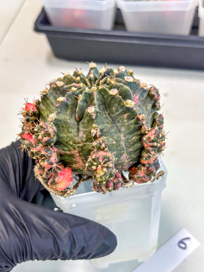 Gymnocalycium Mihanovichii (XL) (o6) | De-Grafted Plant