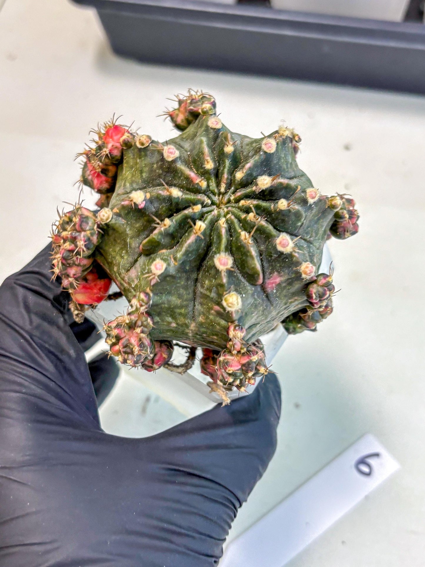 Gymnocalycium Mihanovichii (XL) (o6) | De-Grafted Plant