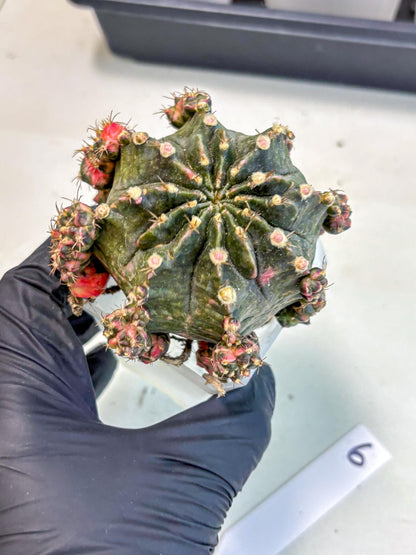Gymnocalycium Mihanovichii (XL) (o6) | De-Grafted Plant