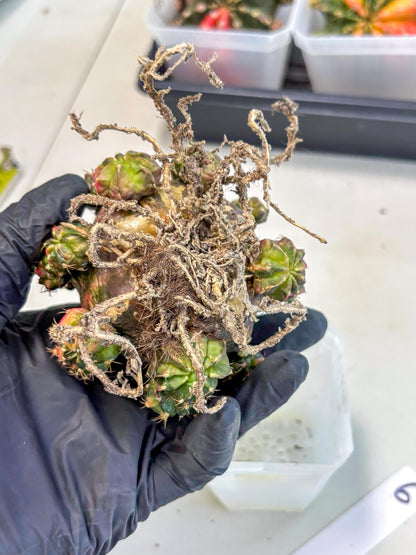 Gymnocalycium Mihanovichii (XL) (o6) | De-Grafted Plant