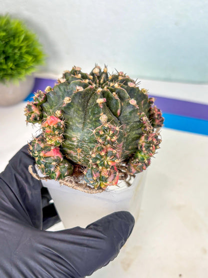 Gymnocalycium Mihanovichii (XL) (o6) | De-Grafted Plant