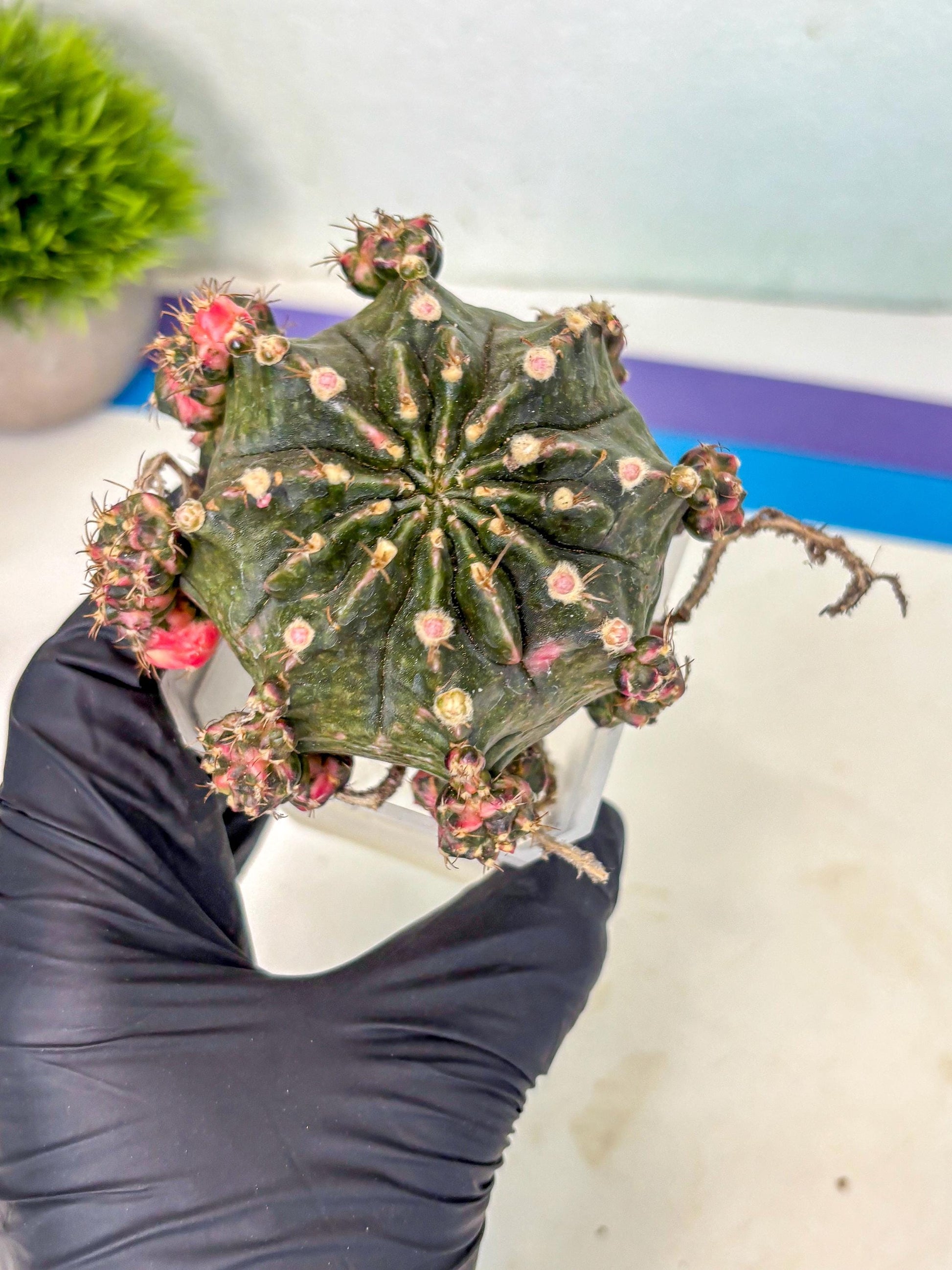 Gymnocalycium Mihanovichii (XL) (o6) | De-Grafted Plant