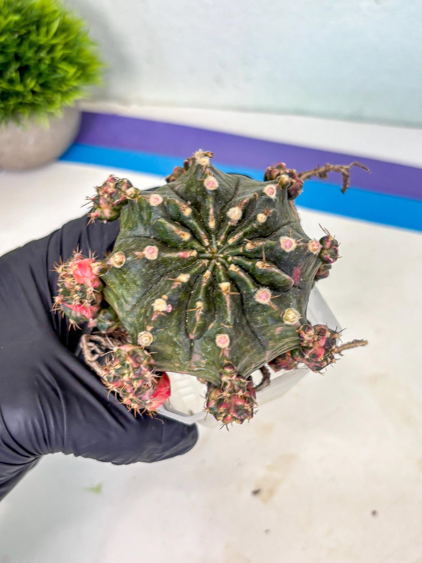 Gymnocalycium Mihanovichii (XL) (o6) | De-Grafted Plant