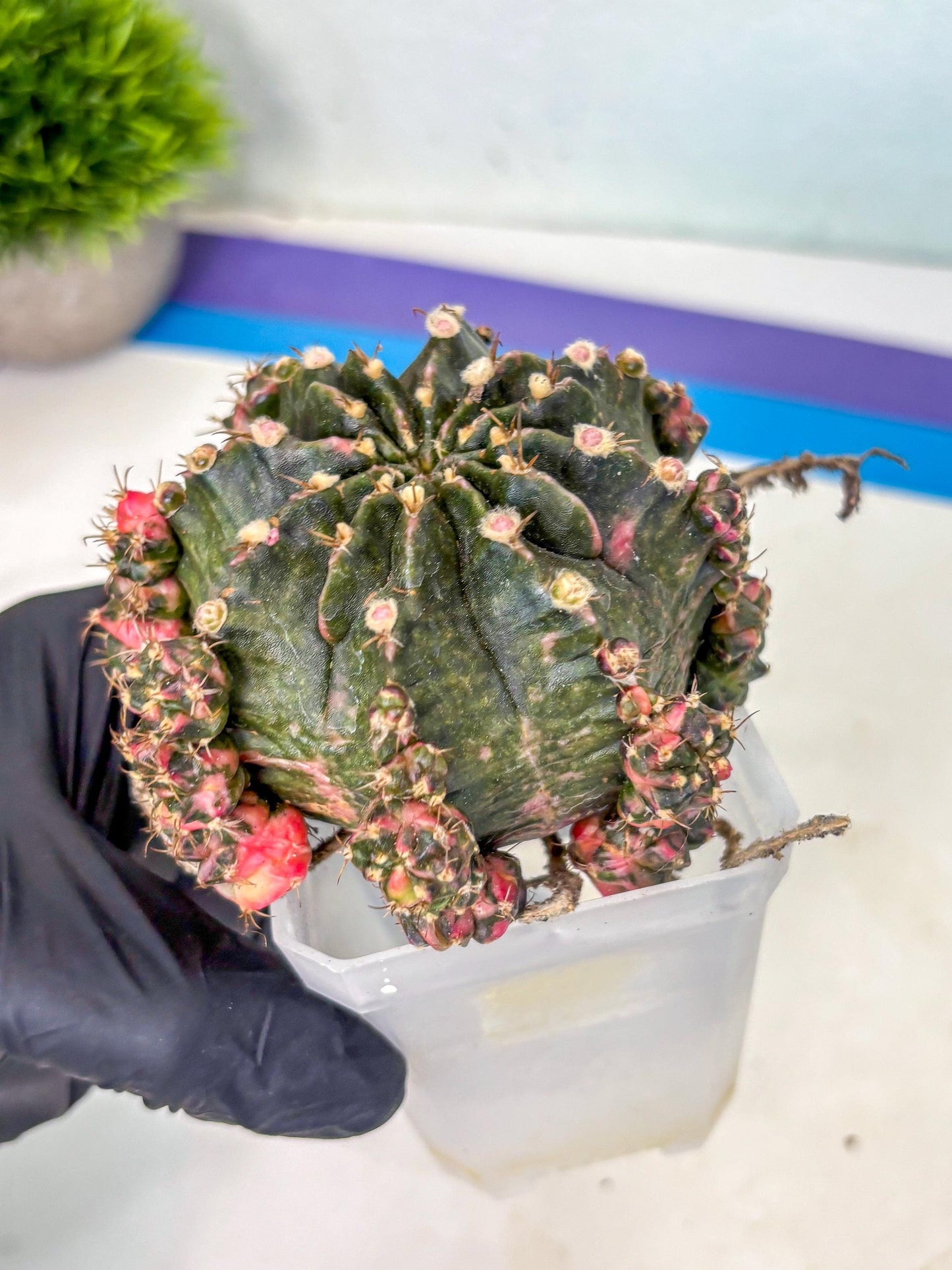 Gymnocalycium Mihanovichii (XL) (o6) | De-Grafted Plant
