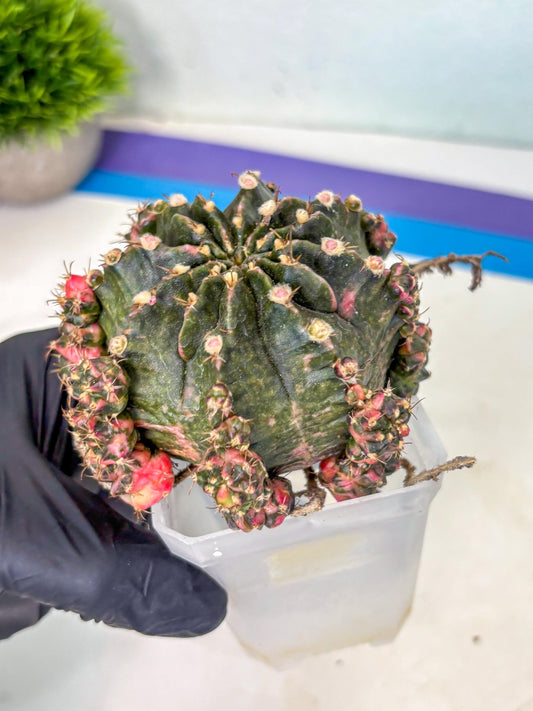 Gymnocalycium Mihanovichii (XL) (o6) | De-Grafted Plant