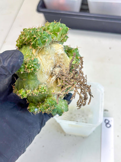 Gymnocalycium Mihanovichii (XL) (o8) | De-Grafted Plant