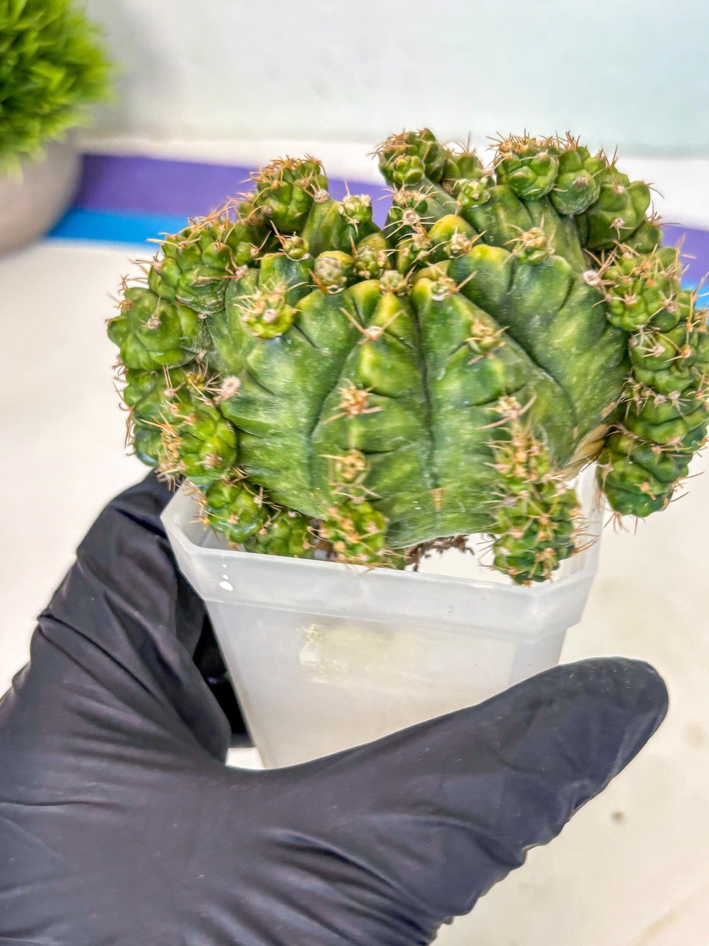 Gymnocalycium Mihanovichii (XL) (o8) | De-Grafted Plant