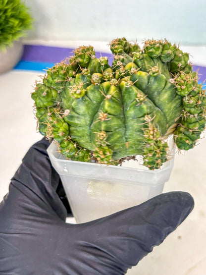 Gymnocalycium Mihanovichii (XL) (o8) | De-Grafted Plant