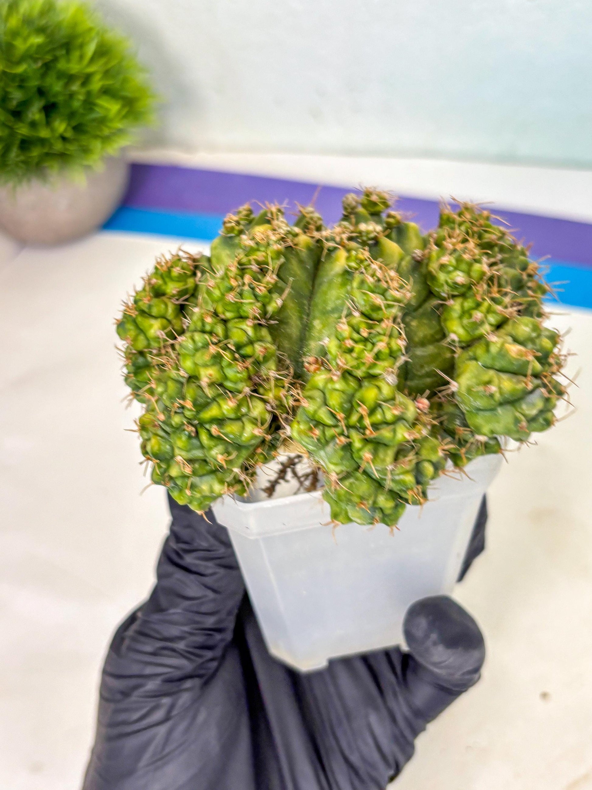 Gymnocalycium Mihanovichii (XL) (o8) | De-Grafted Plant