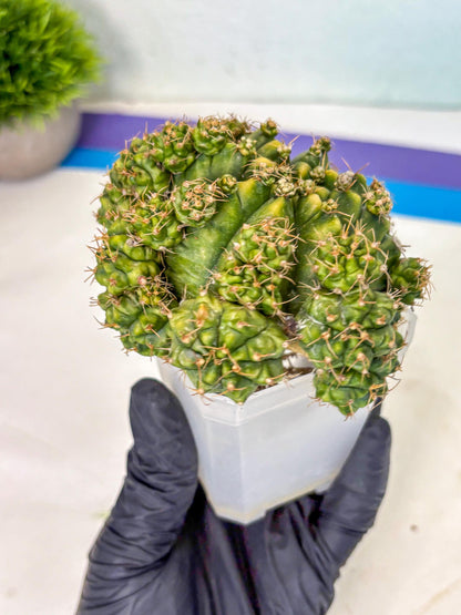 Gymnocalycium Mihanovichii (XL) (o8) | De-Grafted Plant