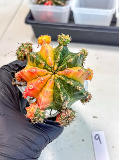 Gymnocalycium Mihanovichii (XL) (9o) | De-Grafted Plant