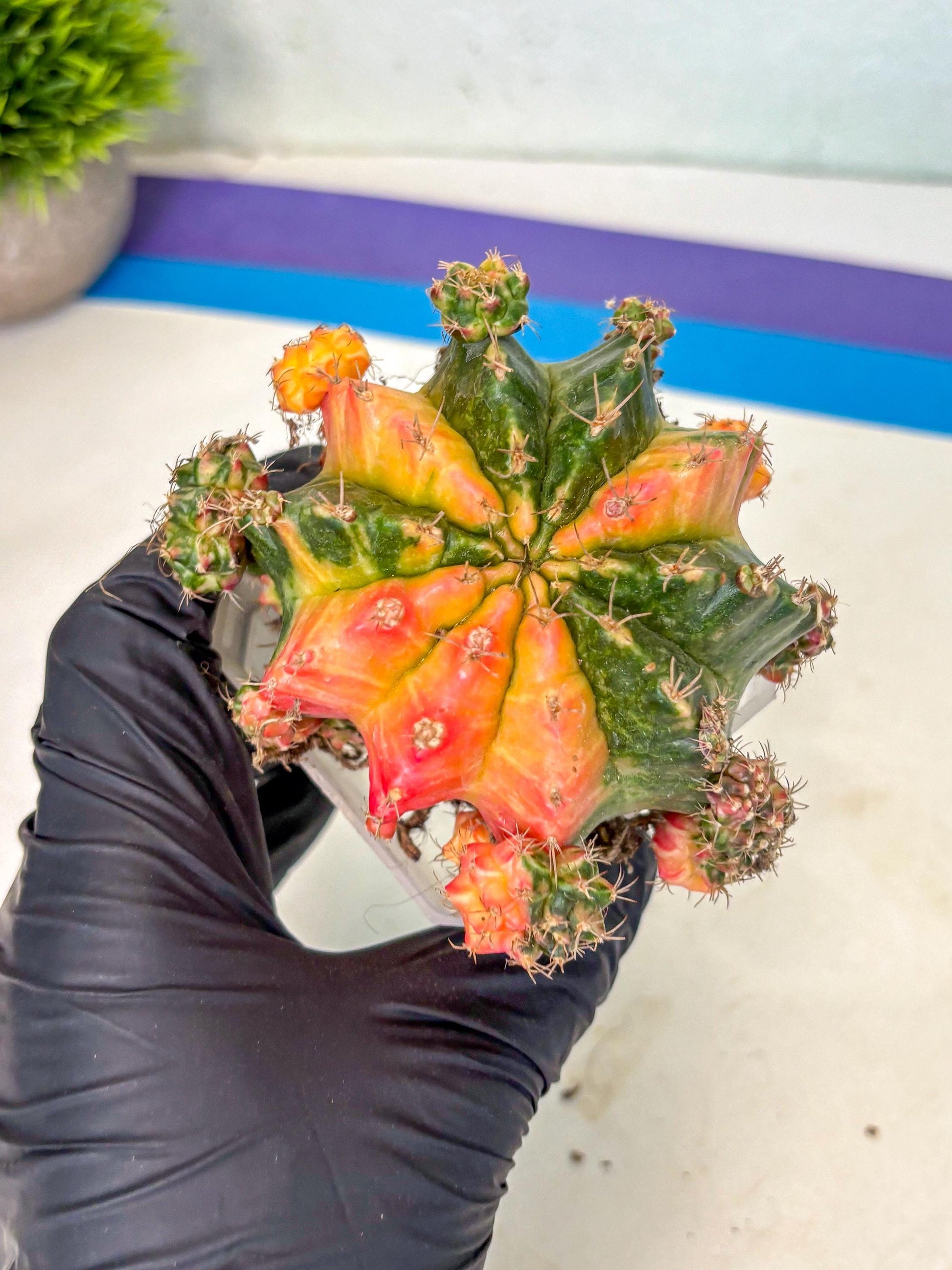 Gymnocalycium Mihanovichii (XL) (9o) | De-Grafted Plant
