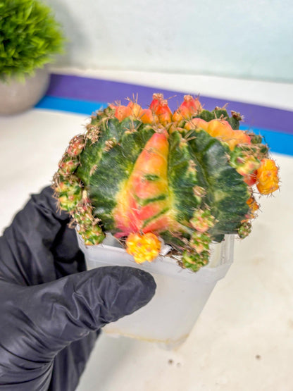 Gymnocalycium Mihanovichii (XL) (9o) | De-Grafted Plant
