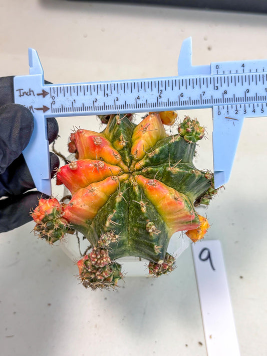 Gymnocalycium Mihanovichii (XL) (9o) | De-Grafted Plant