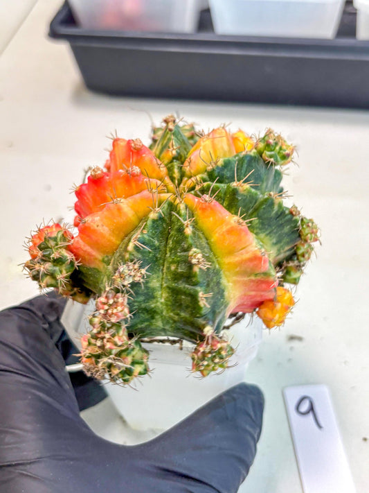 Gymnocalycium Mihanovichii (XL) (9o) | De-Grafted Plant