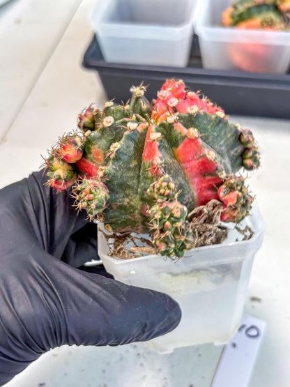 Gymnocalycium Mihanovichii (XL) (10) | De-Grafted Plant