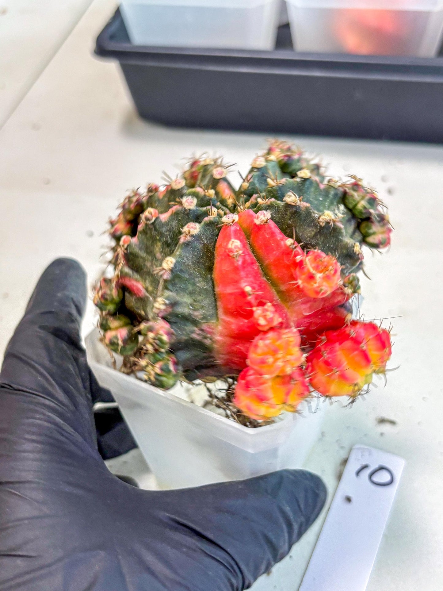 Gymnocalycium Mihanovichii (XL) (10) | De-Grafted Plant