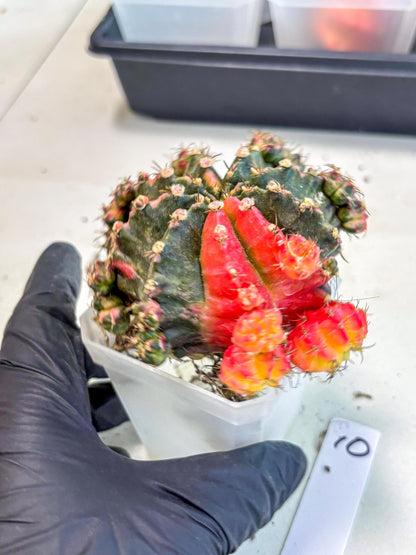 Gymnocalycium Mihanovichii (XL) (10) | De-Grafted Plant