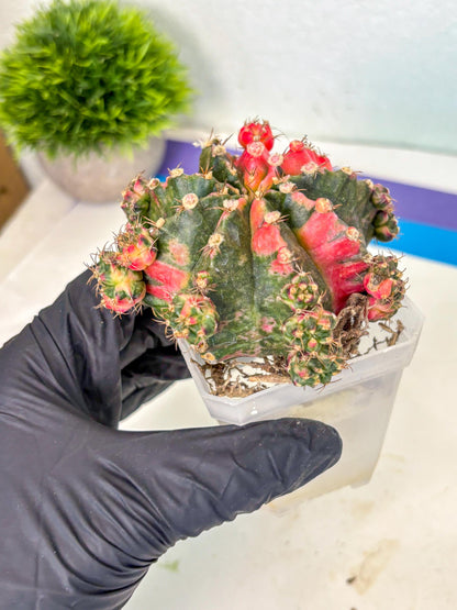 Gymnocalycium Mihanovichii (XL) (10) | De-Grafted Plant