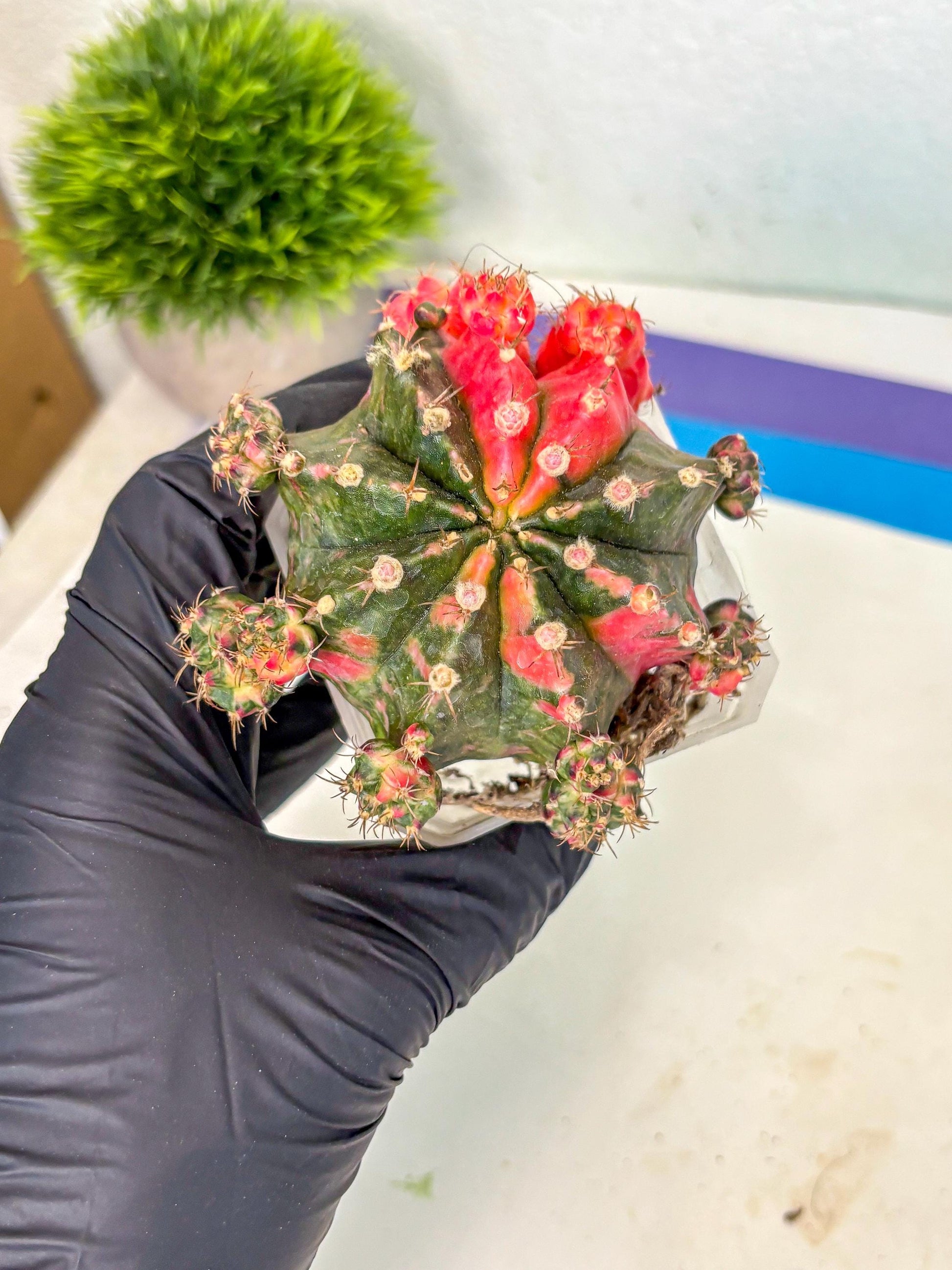 Gymnocalycium Mihanovichii (XL) (10) | De-Grafted Plant