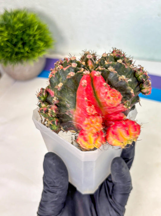 Gymnocalycium Mihanovichii (XL) (10) | De-Grafted Plant