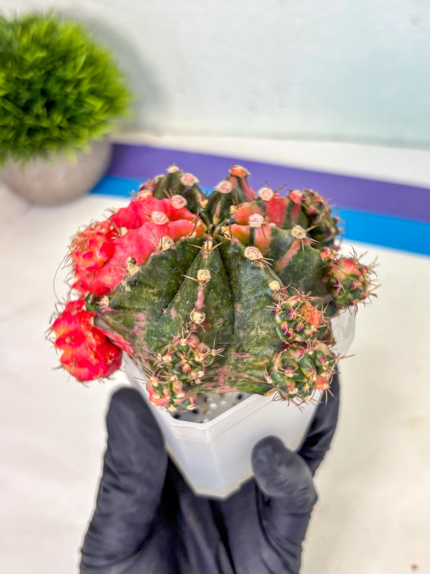 Gymnocalycium Mihanovichii (XL) (10) | De-Grafted Plant