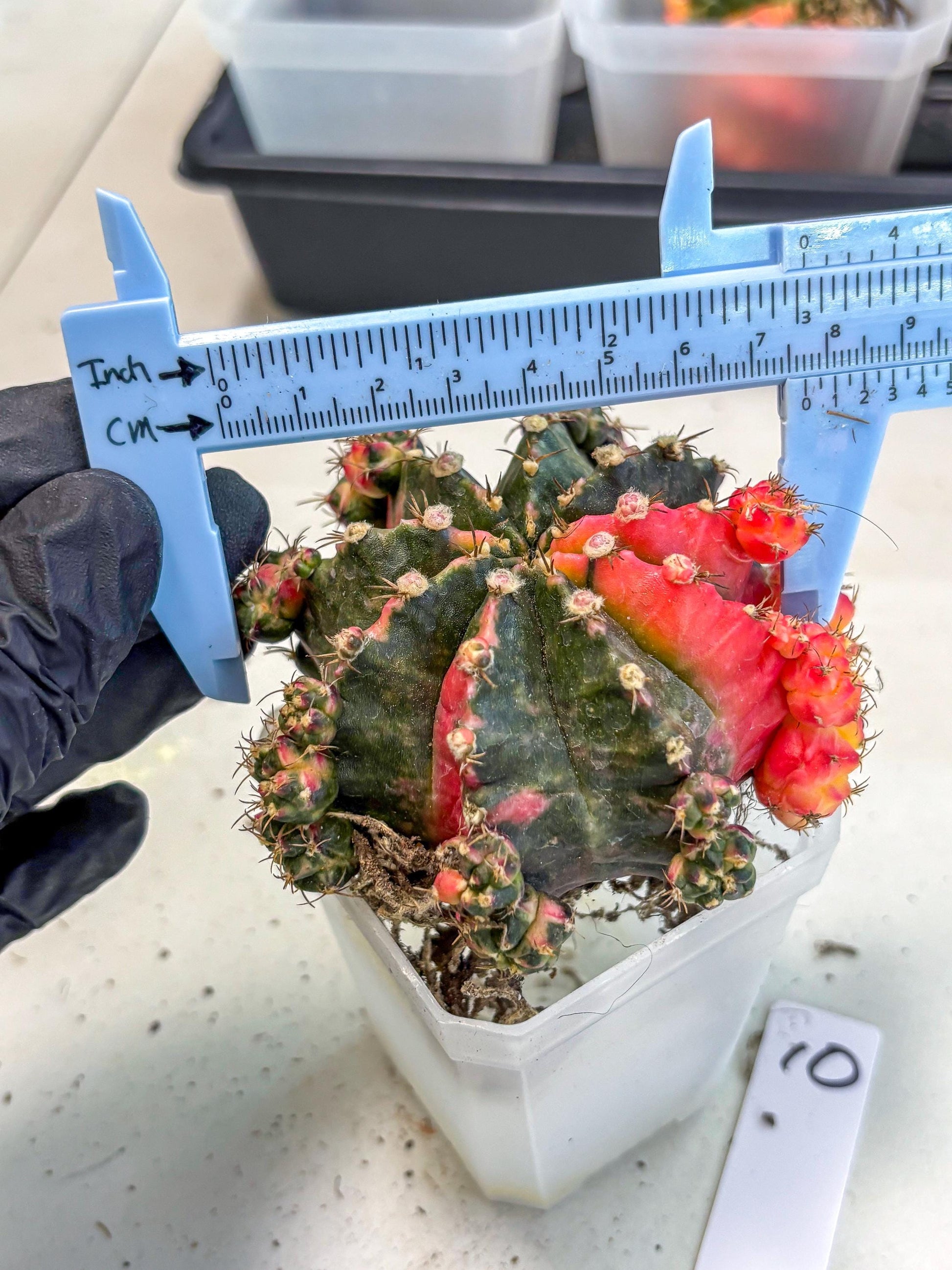 Gymnocalycium Mihanovichii (XL) (10) | De-Grafted Plant
