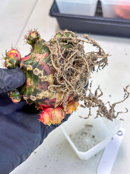 Gymnocalycium Mihanovichii (XL) (10) | De-Grafted Plant