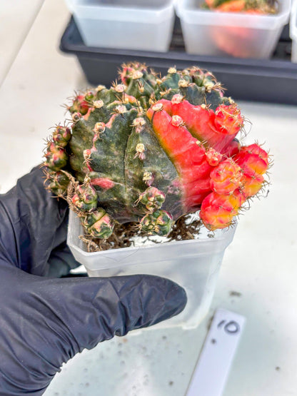 Gymnocalycium Mihanovichii (XL) (10) | De-Grafted Plant