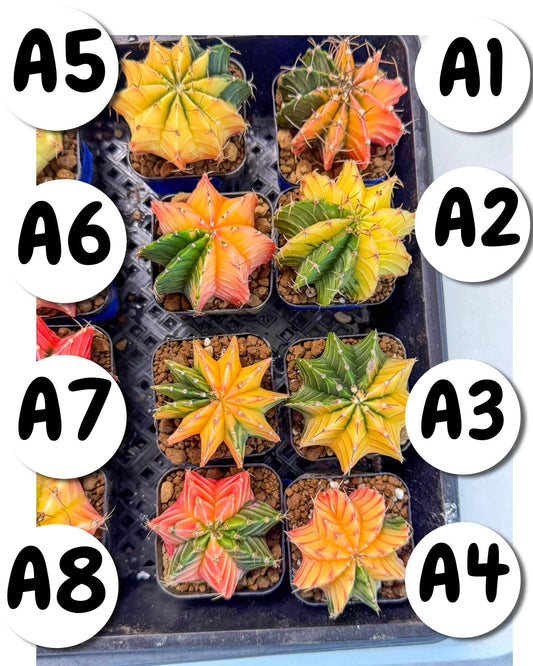 Gymnocalycium Var (Ap) (a) | Choose your own plant! 2 Inch Pot
