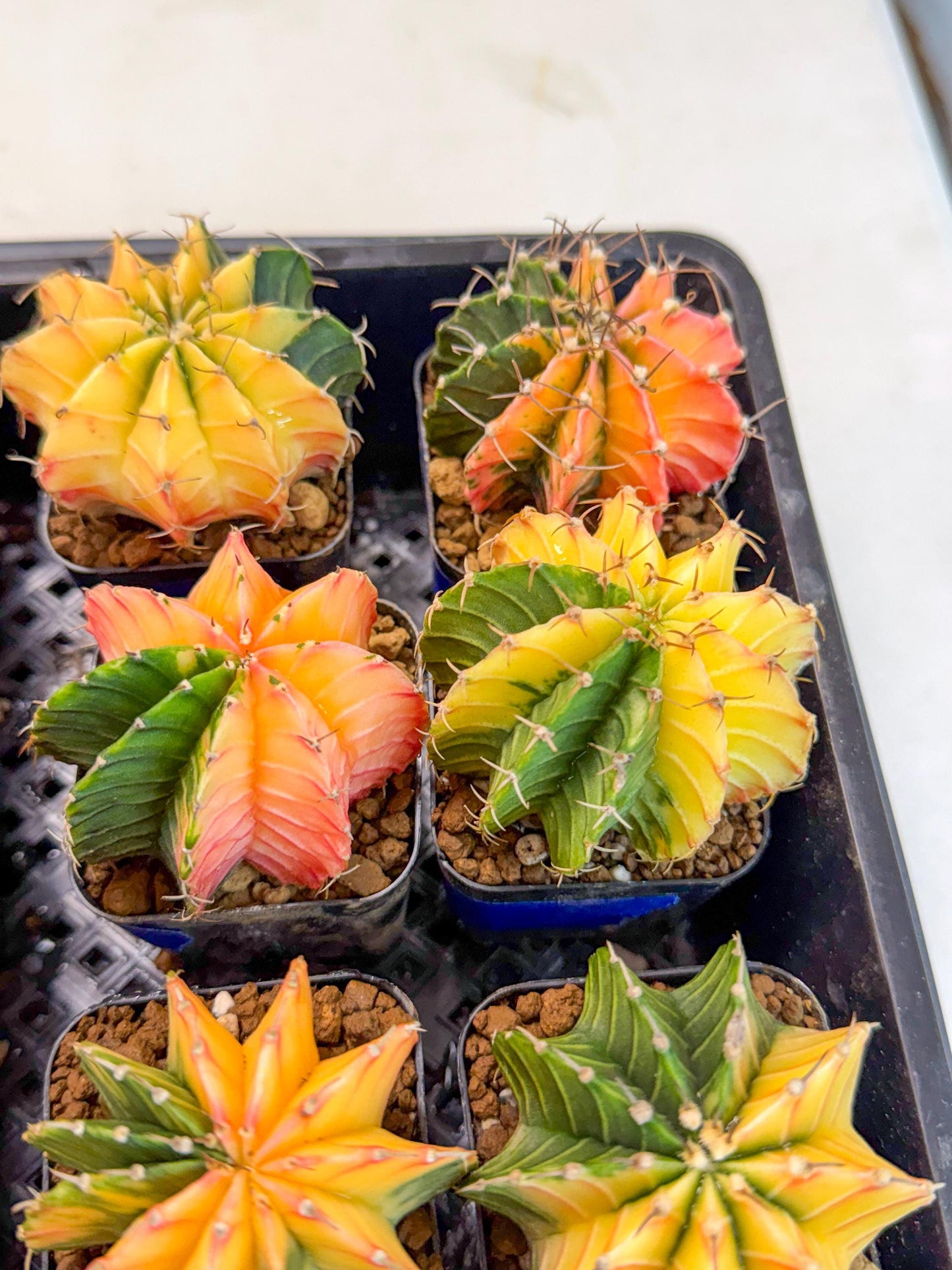 Gymnocalycium Var (Ap) (a) | Choose your own plant! 2 Inch Pot