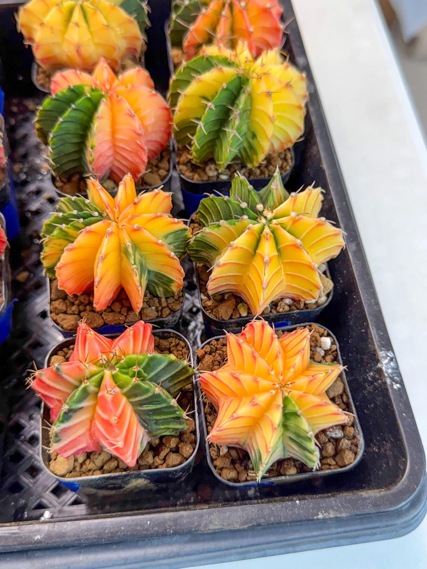 Gymnocalycium Var (Ap) (a) | Choose your own plant! 2 Inch Pot