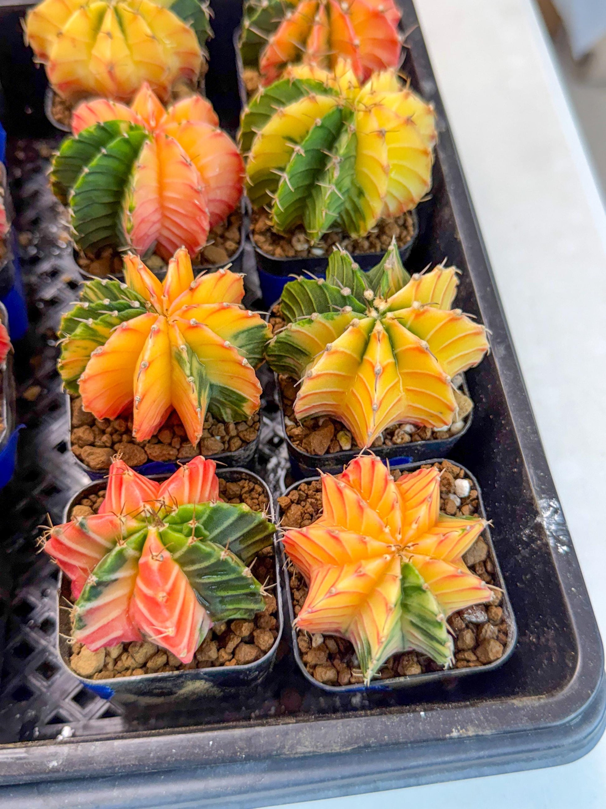 Gymnocalycium Var (Ap) (a) | Choose your own plant! 2 Inch Pot