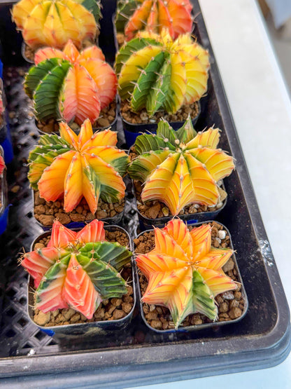 Gymnocalycium Var (Ap) (a) | Choose your own plant! 2 Inch Pot