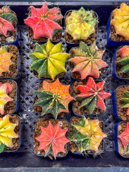 Gymnocalycium Var (Ap) (B) | Choose your own plant! 2 Inch Pot