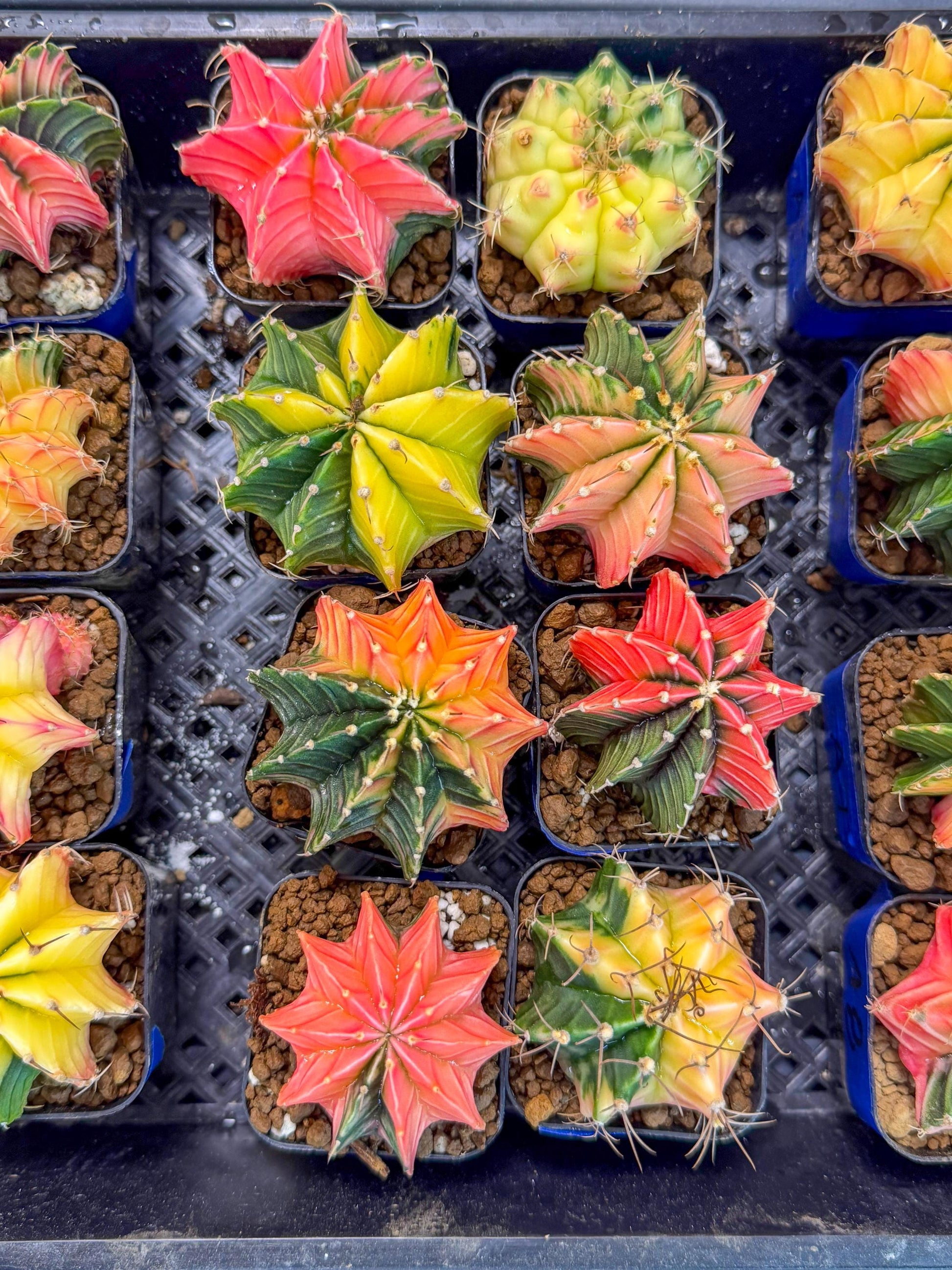 Gymnocalycium Var (Ap) (B) | Choose your own plant! 2 Inch Pot