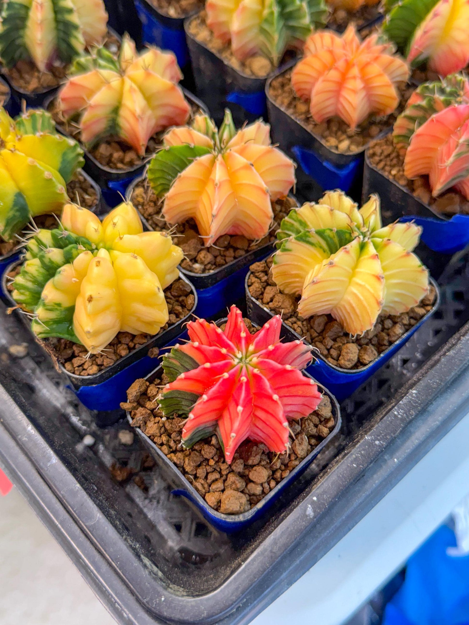 Gymnocalycium Var (Ap) (D) | Choose your own plant! 2 Inch Pot