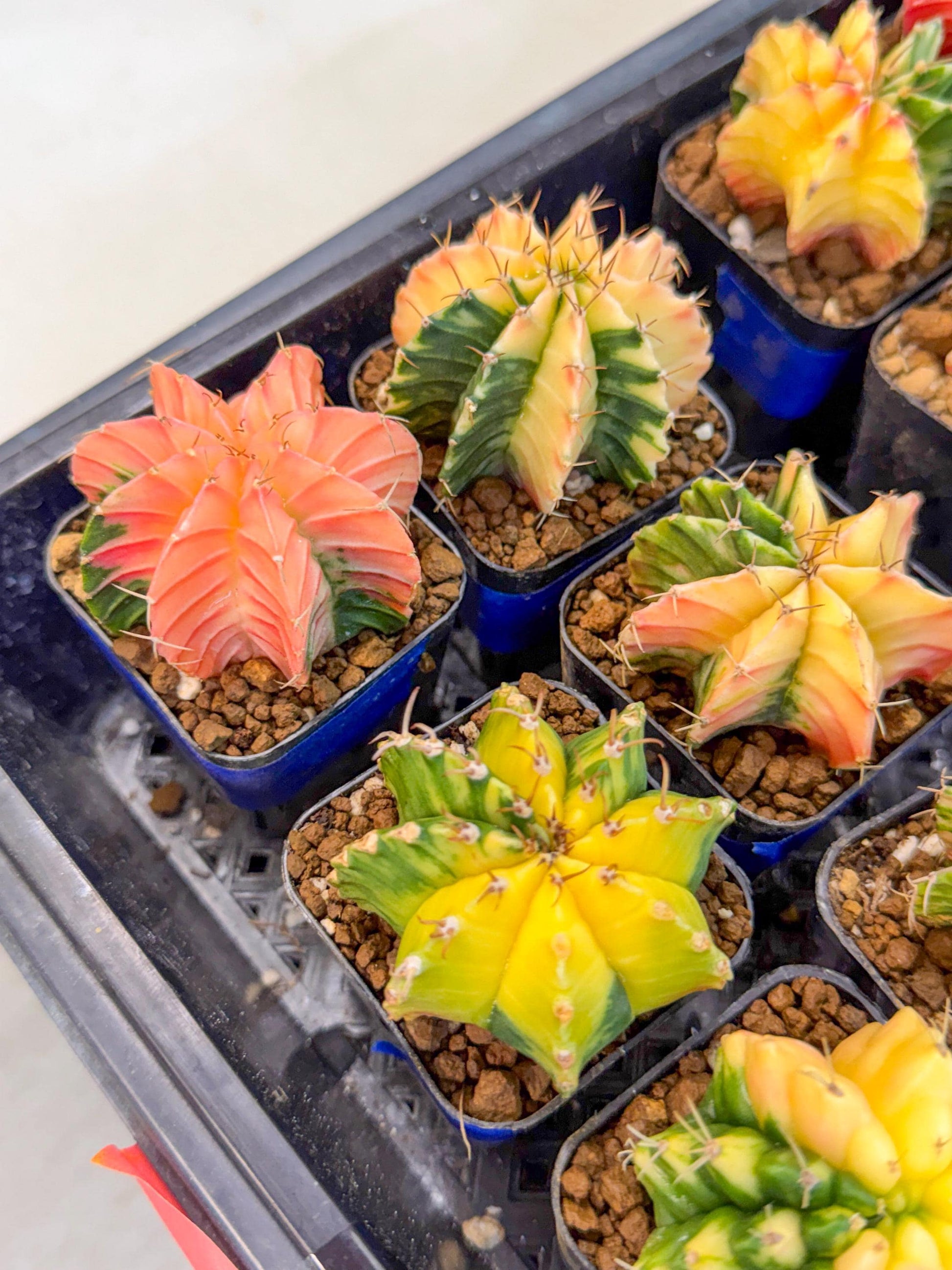 Gymnocalycium Var (Ap) (D) | Choose your own plant! 2 Inch Pot
