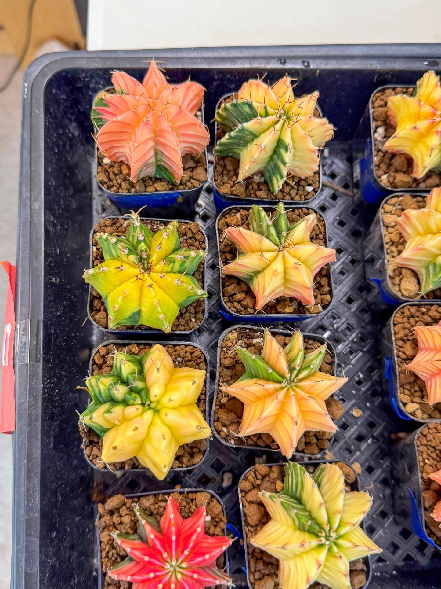 Gymnocalycium Var (Ap) (D) | Choose your own plant! 2 Inch Pot
