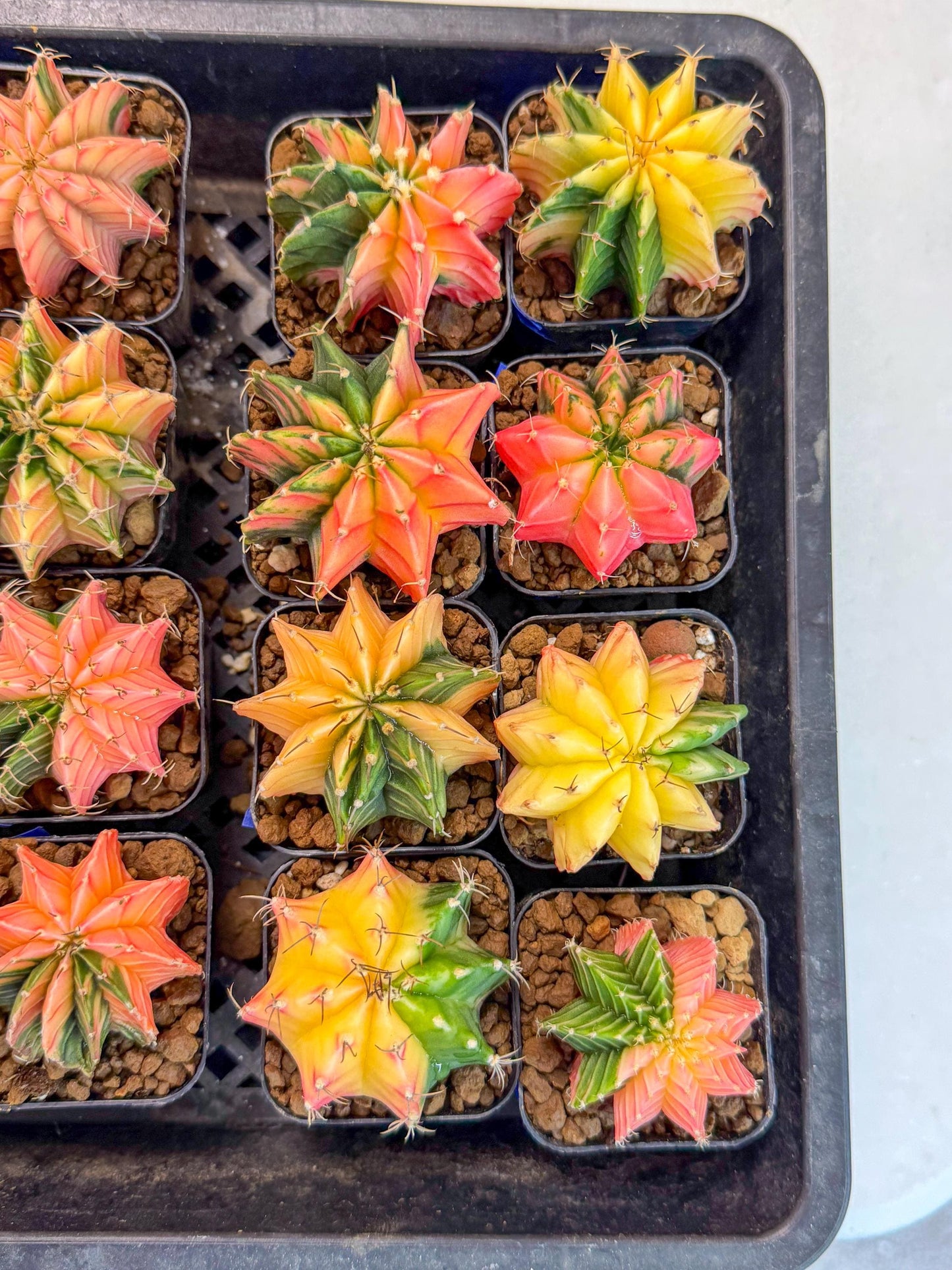 Gymnocalycium Var (AY) (a) | Choose your own plant! 2 Inch Pot