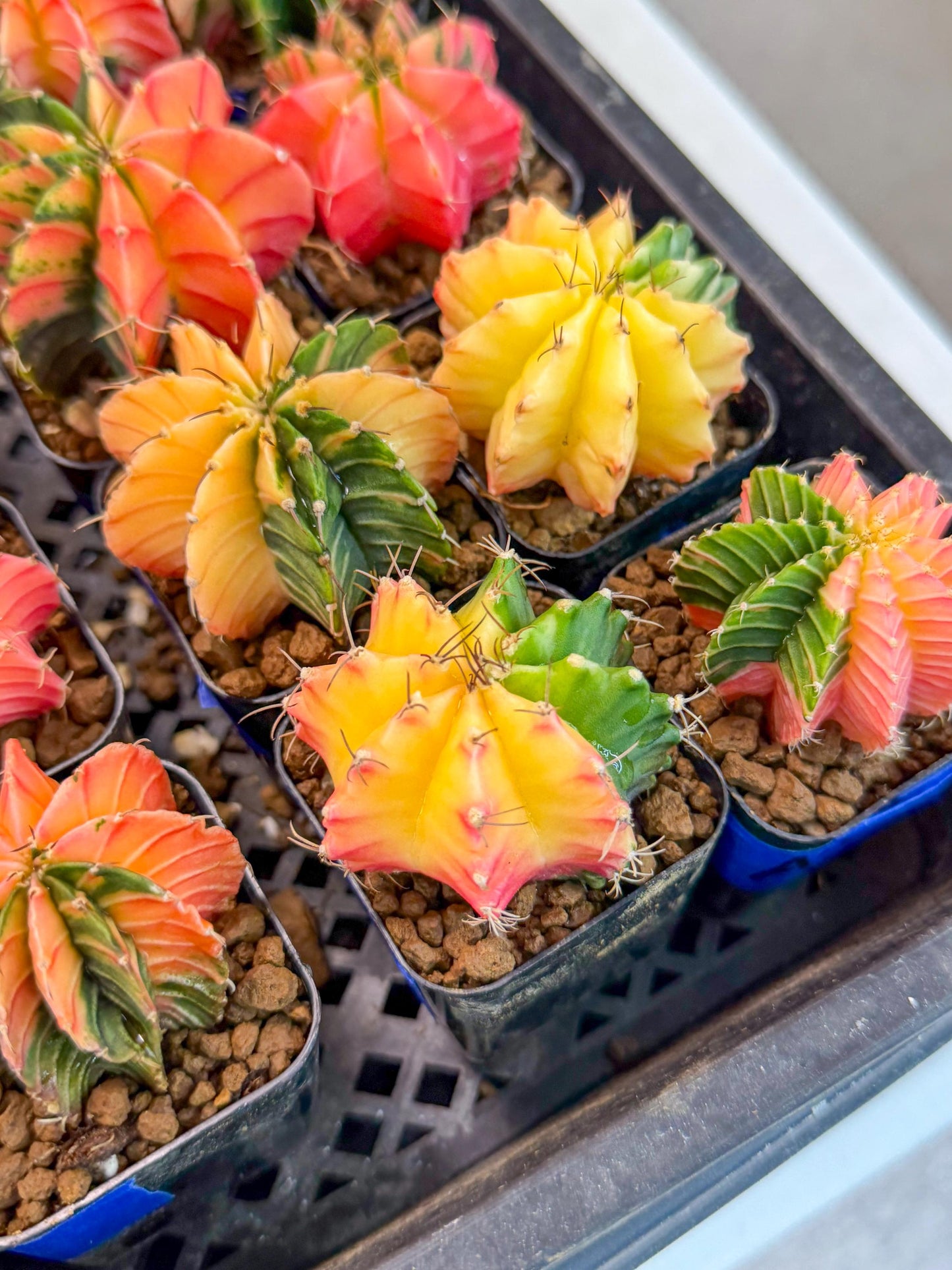 Gymnocalycium Var (AY) (a) | Choose your own plant! 2 Inch Pot