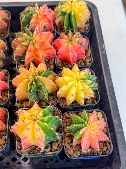 Gymnocalycium Var (AY) (a) | Choose your own plant! 2 Inch Pot