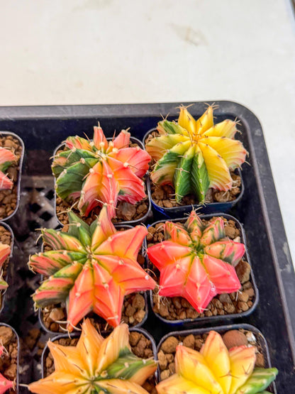 Gymnocalycium Var (AY) (a) | Choose your own plant! 2 Inch Pot