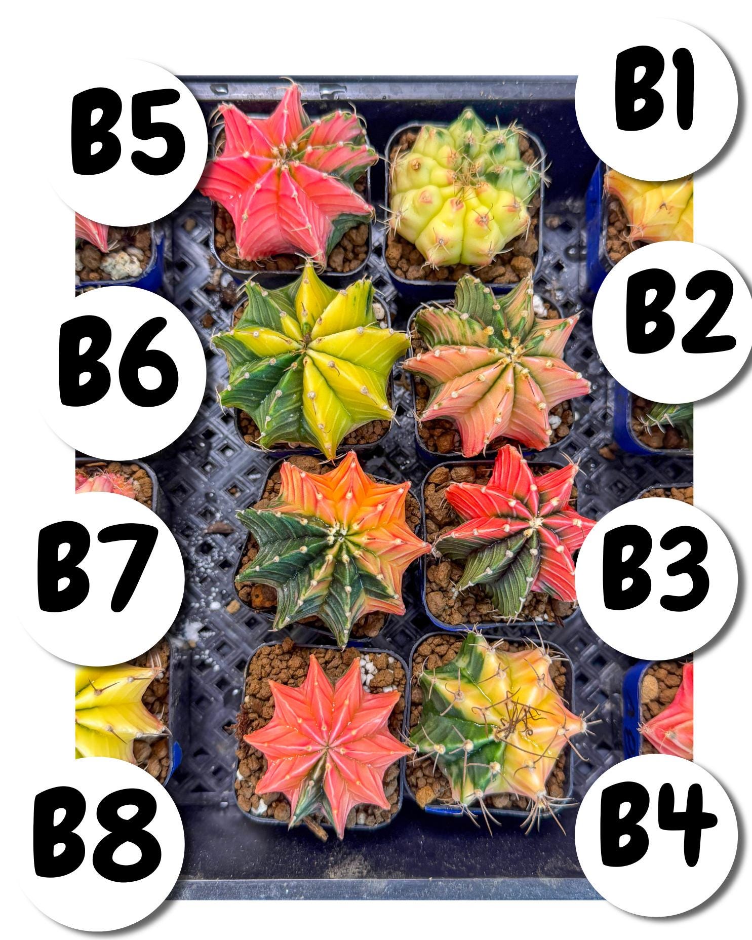 Gymnocalycium Var (Ap) (B) | Choose your own plant! 2 Inch Pot
